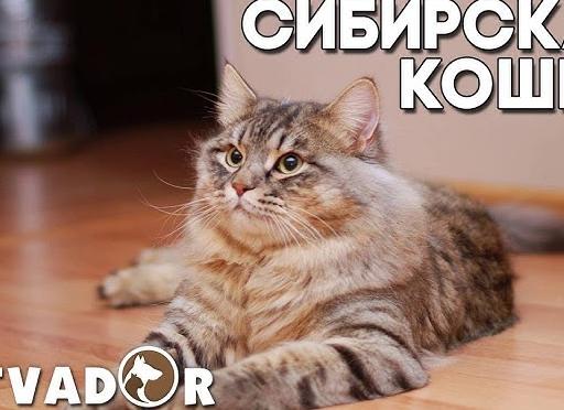 Продукты с мужским характером от 