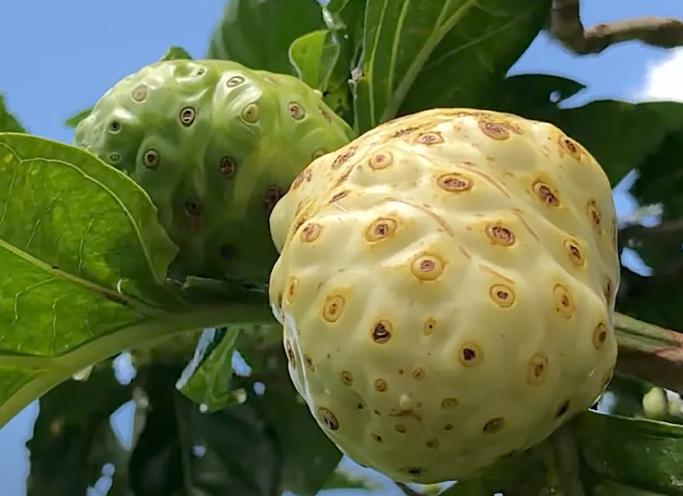 У Morinda новый уникальный маркетинг план!!!